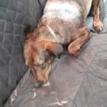 GRAVÍSIMA AGRESIÓN A UNA MASCOTA │ CASI LA MATAN DE UN MACHETAZO – Bº LA TABADA